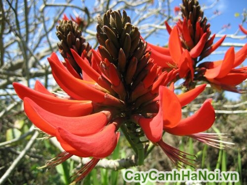 coral-tree-erythrina-fusca-3
