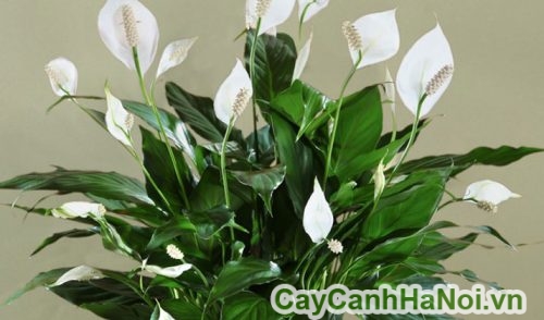 peace-lily-plant-care