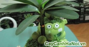 Cây tài lộc may mắn