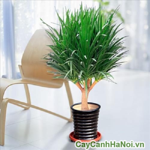 Cây phát tài núi trang trí nội thất